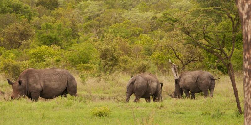 Always great to spot rhinos out in the wild