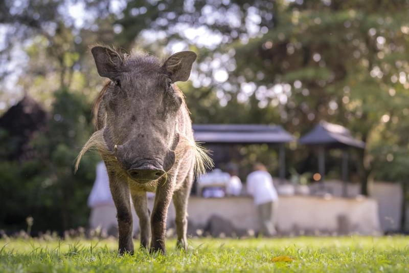 A curious warthog stands on the grass near people in the background, showcasing how the best destinations for kids often bring Africa’s wildlife right to your doorstep.