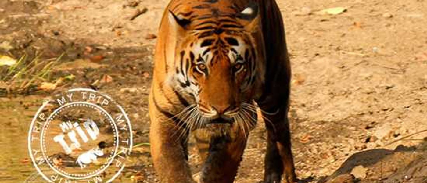 My Trip | Not one tiger, twelve.