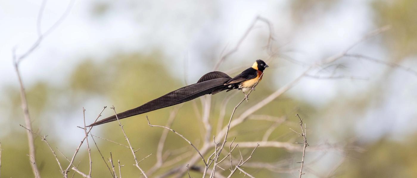 Silvan Safari Blog: Birdlife at Silvan