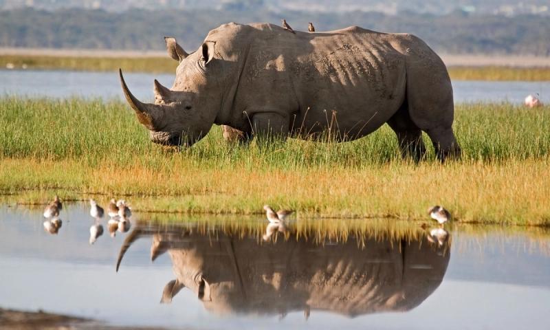 A majestic rhino grazes on the lush grasses of the Okavango Delta, accompanied by small birds perched on its back and a perfect reflection shimmering in the calm water.