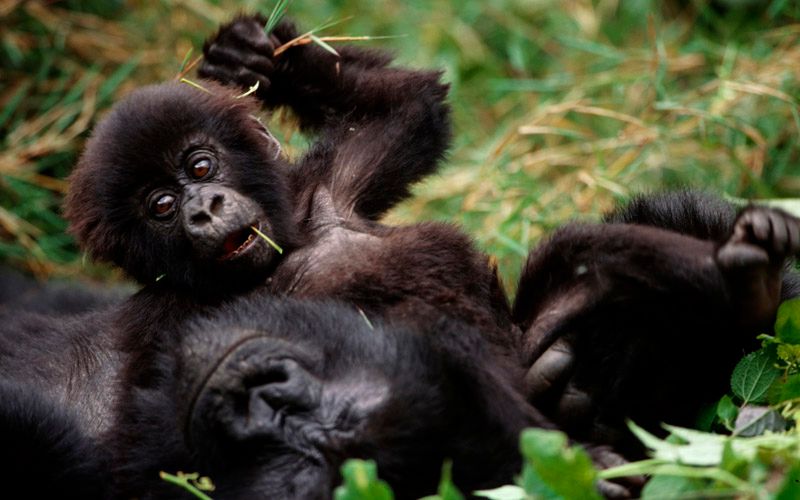 Baby Gorilla with mother in Uganda