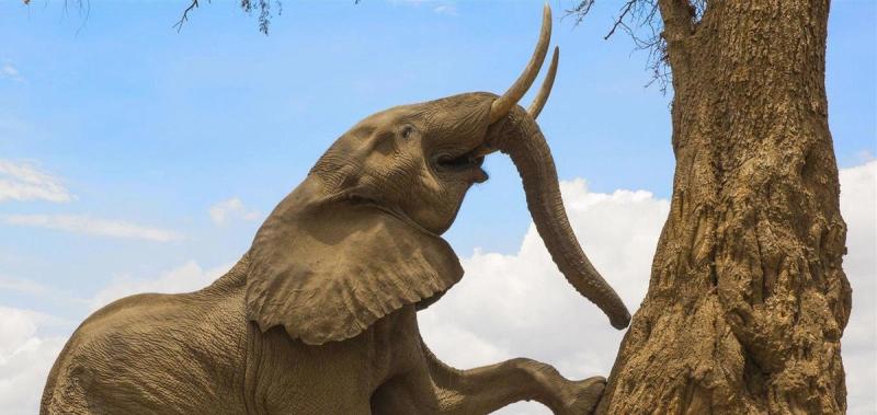 El famoso elefante buscando fruta en Mana Pools