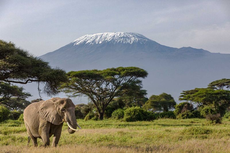 An elephant walks across the plains under Mount Kilimanjaro, one of the best safari destinations in East Africa
