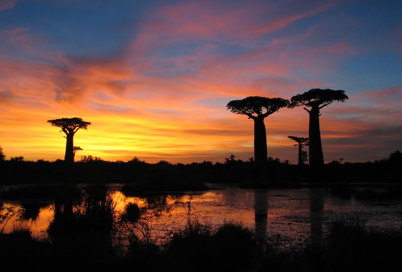 Baobabs at sunset