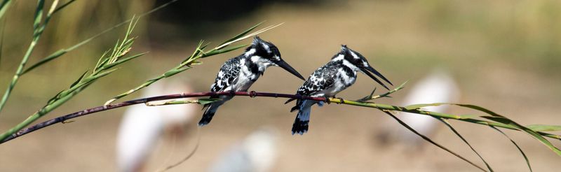 silvan birdlife pied kingfisher
