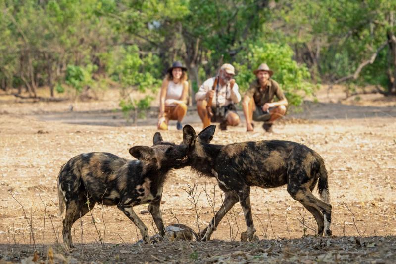 Two wild dogs playfully nuzzle each other while a group of safari-goers watches from a distance.