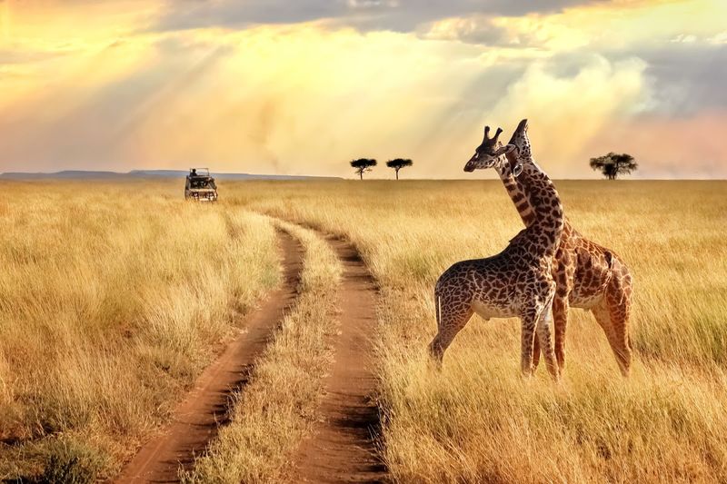 Two giraffes in the Serengeti National Park in Africa