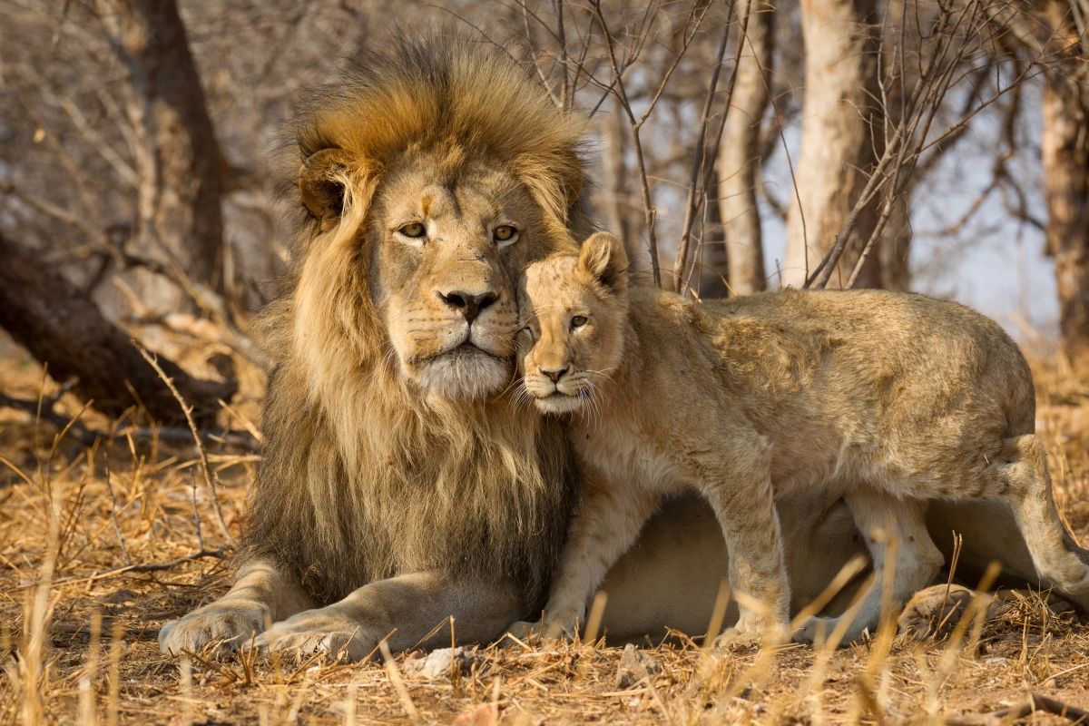 Dear Aussies: Why You, Too, Should Travel to Kruger National Park