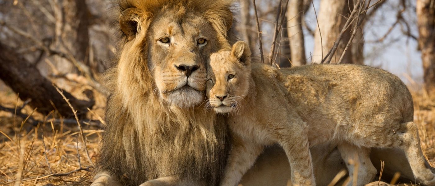 Dear Aussies: Why You, Too, Should Travel to Kruger National Park
