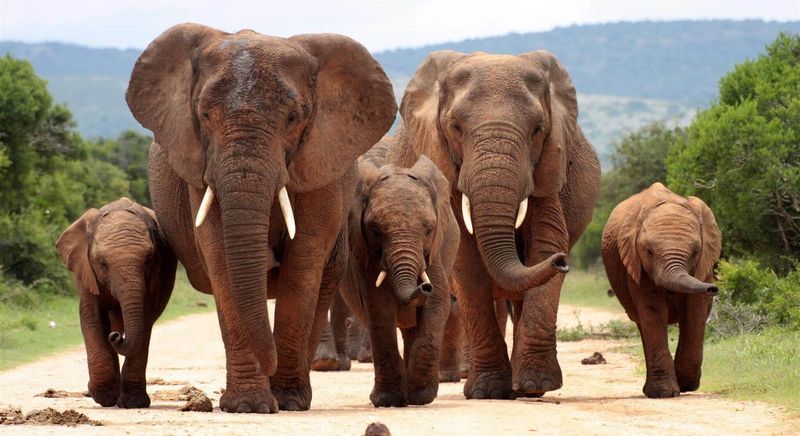 Nationalparks an der Garden Route: Eine Elefantenherde marschiert im Addo Elephant Park einen Weg entlang