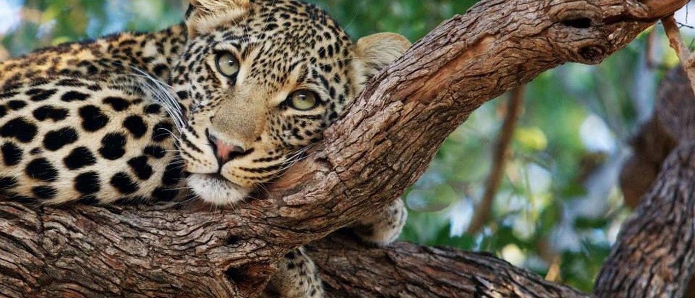 Londolozi y el primer leopardo de Sabi Sand
