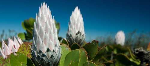 Table Mountain National Park