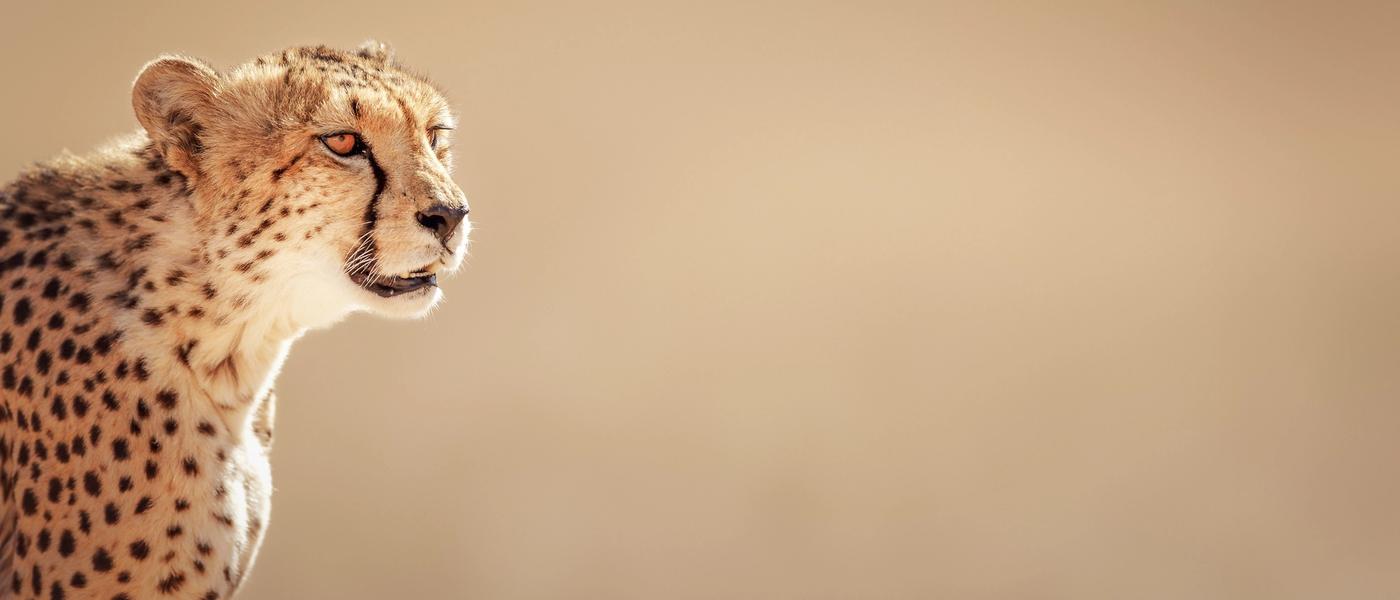 Wildlife Wonder: Top 8 Animals You Can Find at Phinda Private Game Reserve