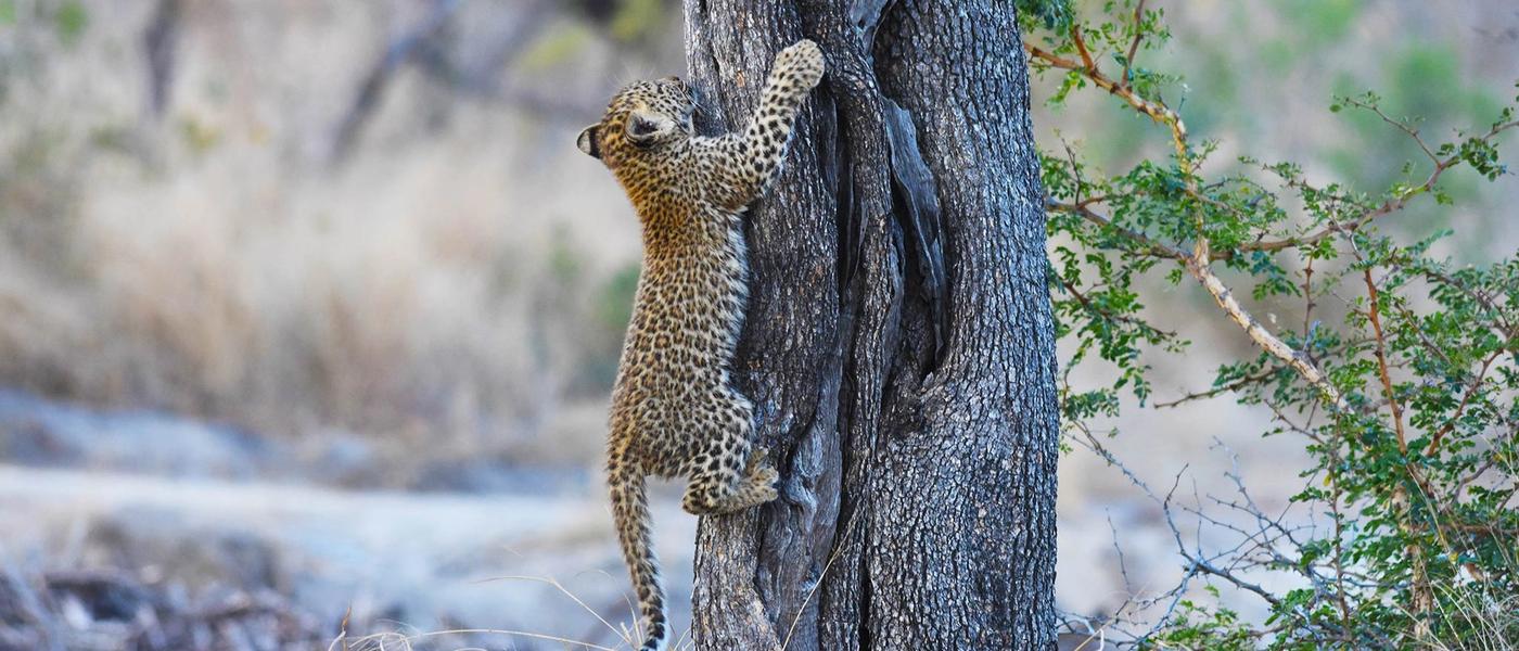 Silvan's Leopards: Tiyani’s Legacy Continues with Her Cubs