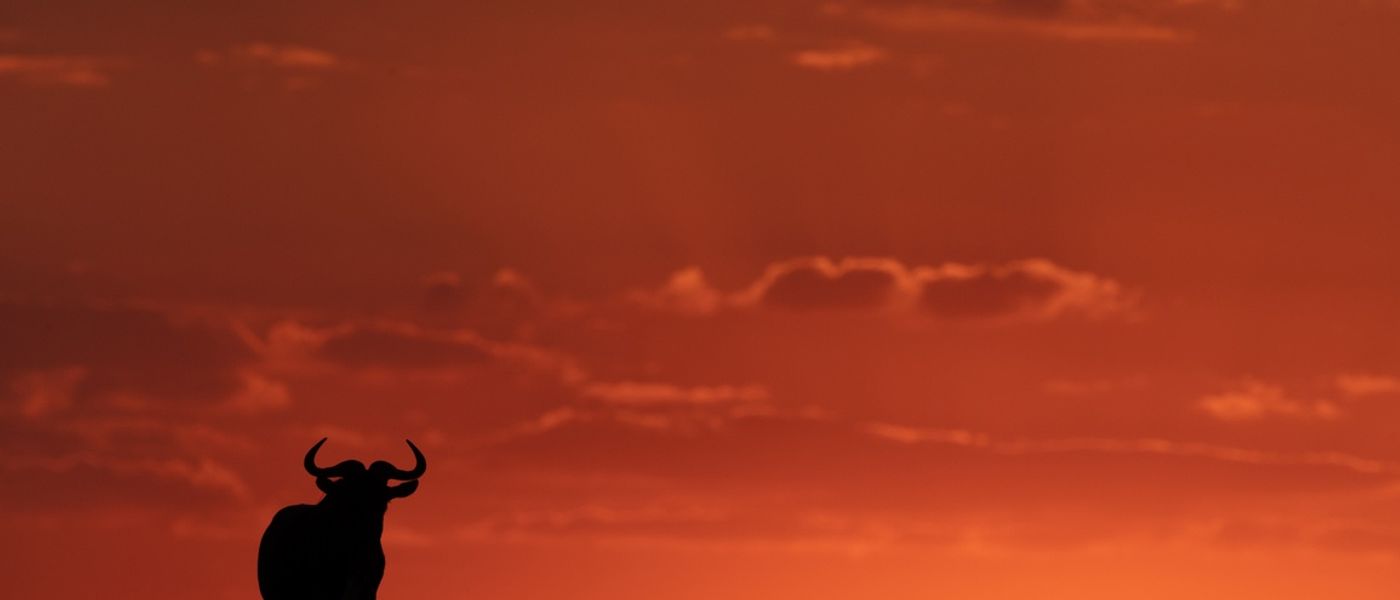 Celebrating APOTY's 'Wildlife Portraits' Entries