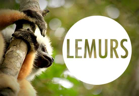 The Most Endangered Mammal of Them All