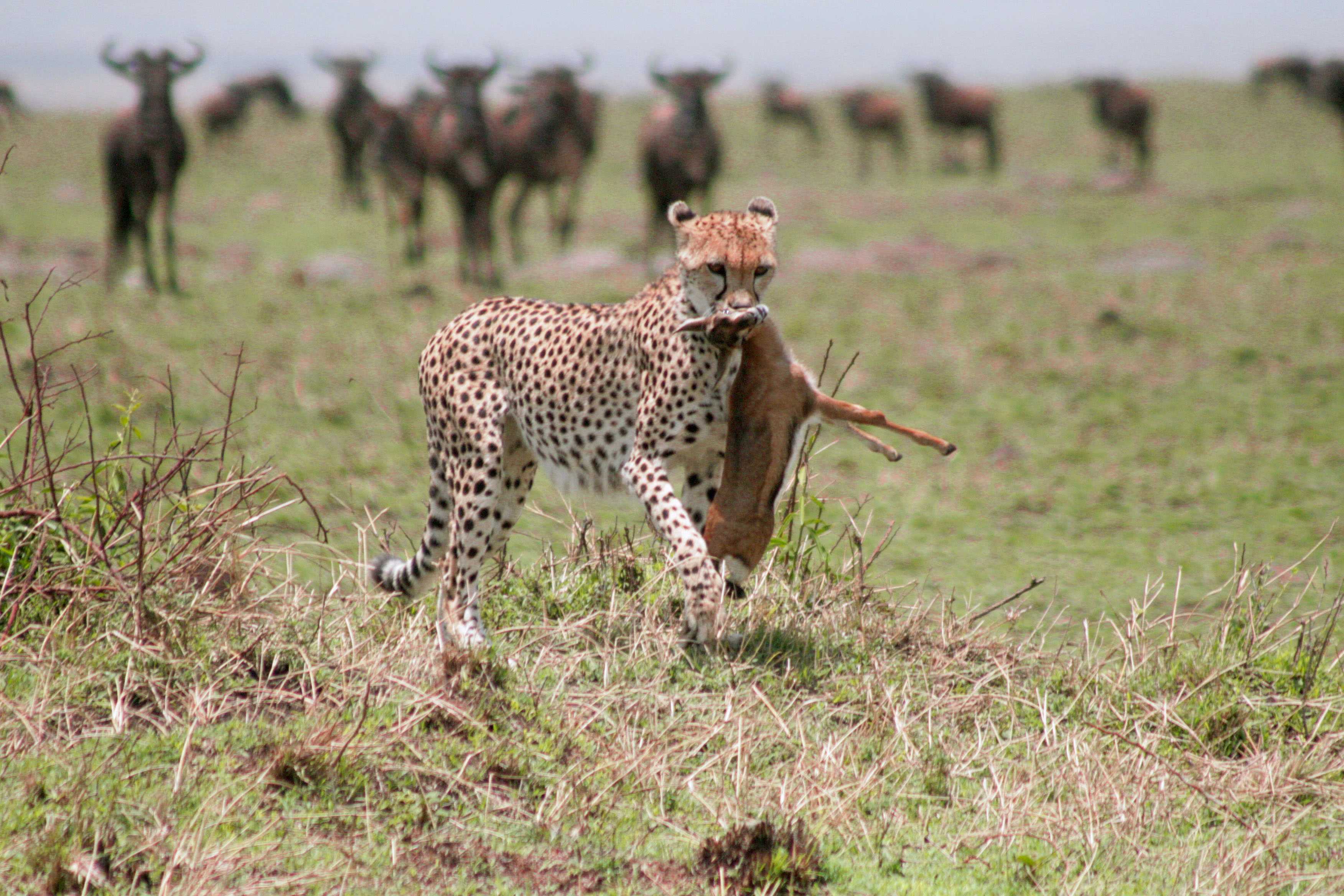 East Africa's Greatest Attractions - Infographic
