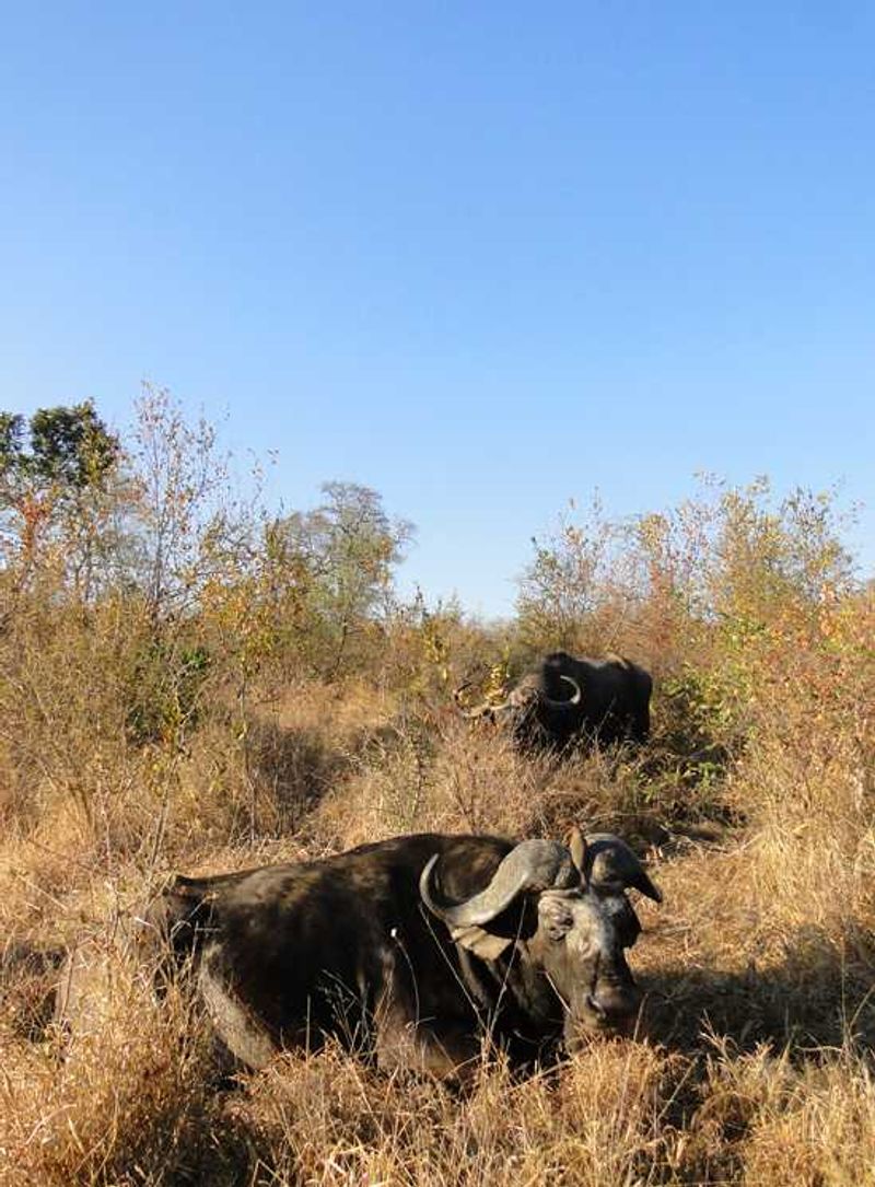 Buffalo Soldier