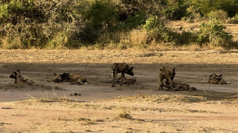 A pack of wild dogs rests and tussles on open ground during a Gorongosa safari.