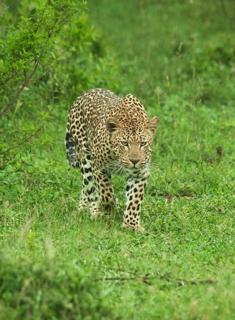 Leopard in stalking mode. Do not disturb.