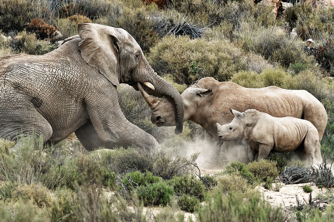 Éléphant vs Rhinocéros : Impressionnante altercation !