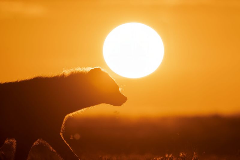 Hyena in Liuwa Plains National park
