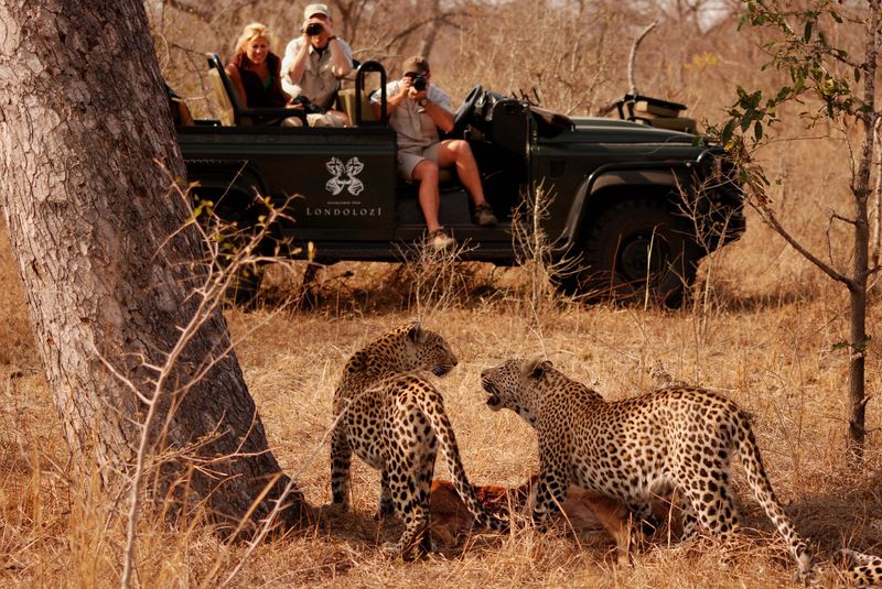 Leopards fighting near a jeep at Londolozi