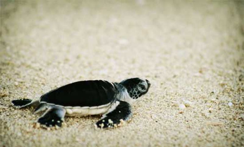 Baby turtle at Turtle Island