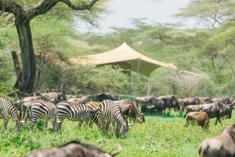 A herd of zebras and wildebeest grazes in the foreground with one of Africa’s mobile tented camps discreetly tucked beneath the trees in the background.