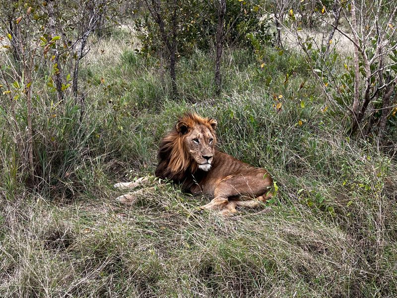 Male Northern Avoka lion, Blondie, resting in the Sabi Sand