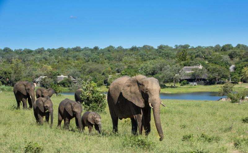 A herd of elephants walks across open grassland towards a nearby waterhole with safari lodges in the distance, illustrating the everyday encounters found at lodges with the best waterholes.