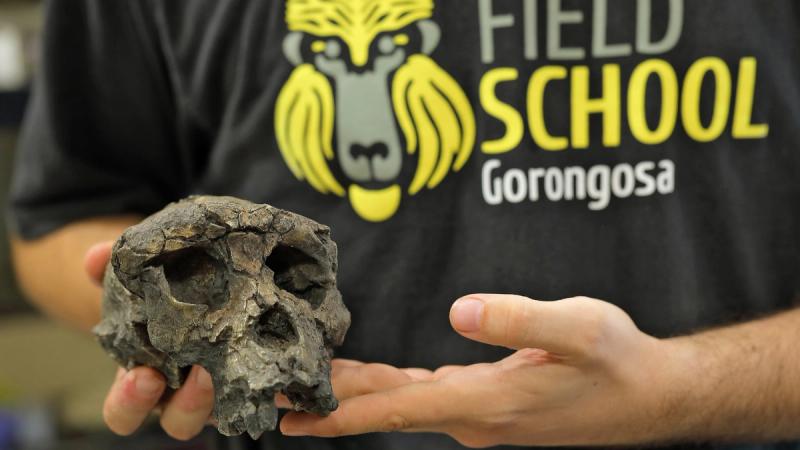A researcher holds an ancient hominin skull in their hands during a Gorongosa safari.
