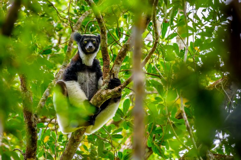 Indri Lemur in Madagascar's forests