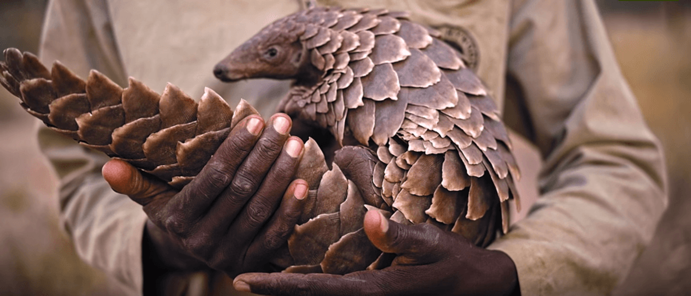 The Pangolin's Tale: Conservation in Africa and Beyond