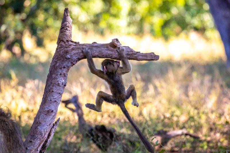 Não há razão para ficar esperando, viajar para Botsuana é uma aventura que muda a vida