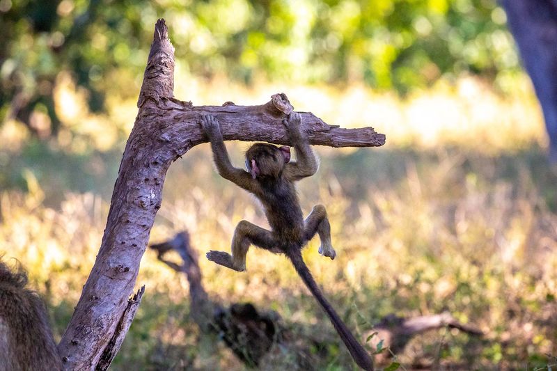 Não há razão para ficar esperando, viajar para Botsuana é uma aventura que muda a vida