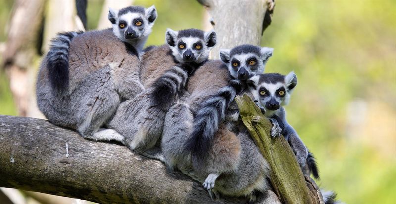 lemurs-in-madagascar