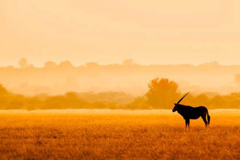 Gemsbok (Oryx) in Deception Pan in the Kgalagadi Transfontier Park