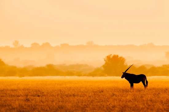 Gemsbok (Oryx) in Deception Pan in the Kgalagadi Transfontier Park
