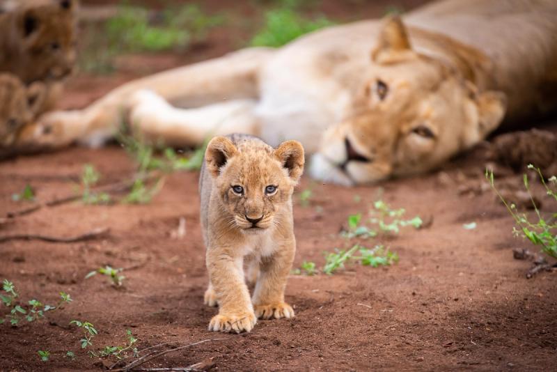 Un lionceau s'avance vers la caméra tandis qu'une lionne est allongée par terre derrière lui.