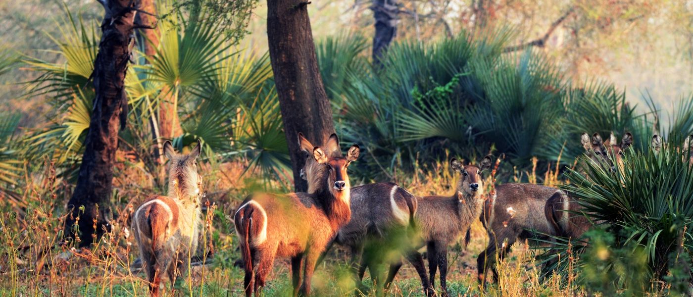 Gorongosa Reimagined: One to Watch