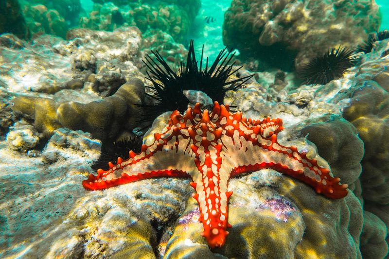 Underwater photography red knobbed sea star and sea urchins zanzibar tanzania