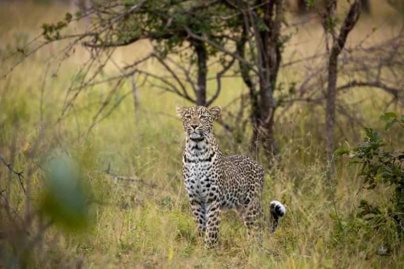 Leopard in the wilds of the Sabi Sand Game Reserve - one of the most unique places to travel