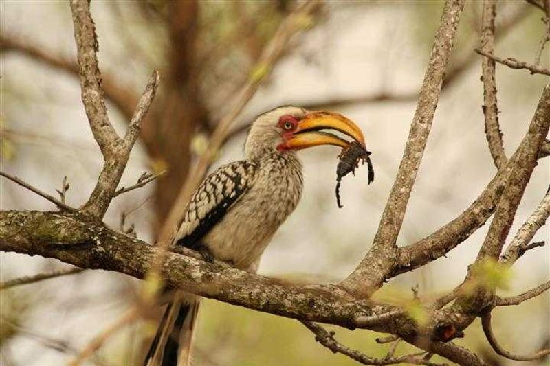 A hornbill enjoying a snack at Sabi Sand