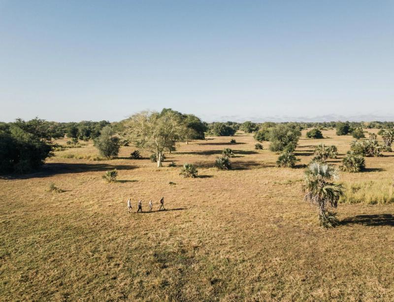 Four people walk in single file across an open Gorongosa savannah dotted with palms and trees, illustrating the human presence woven gently into the landscape through the impact in Gorongosa.
