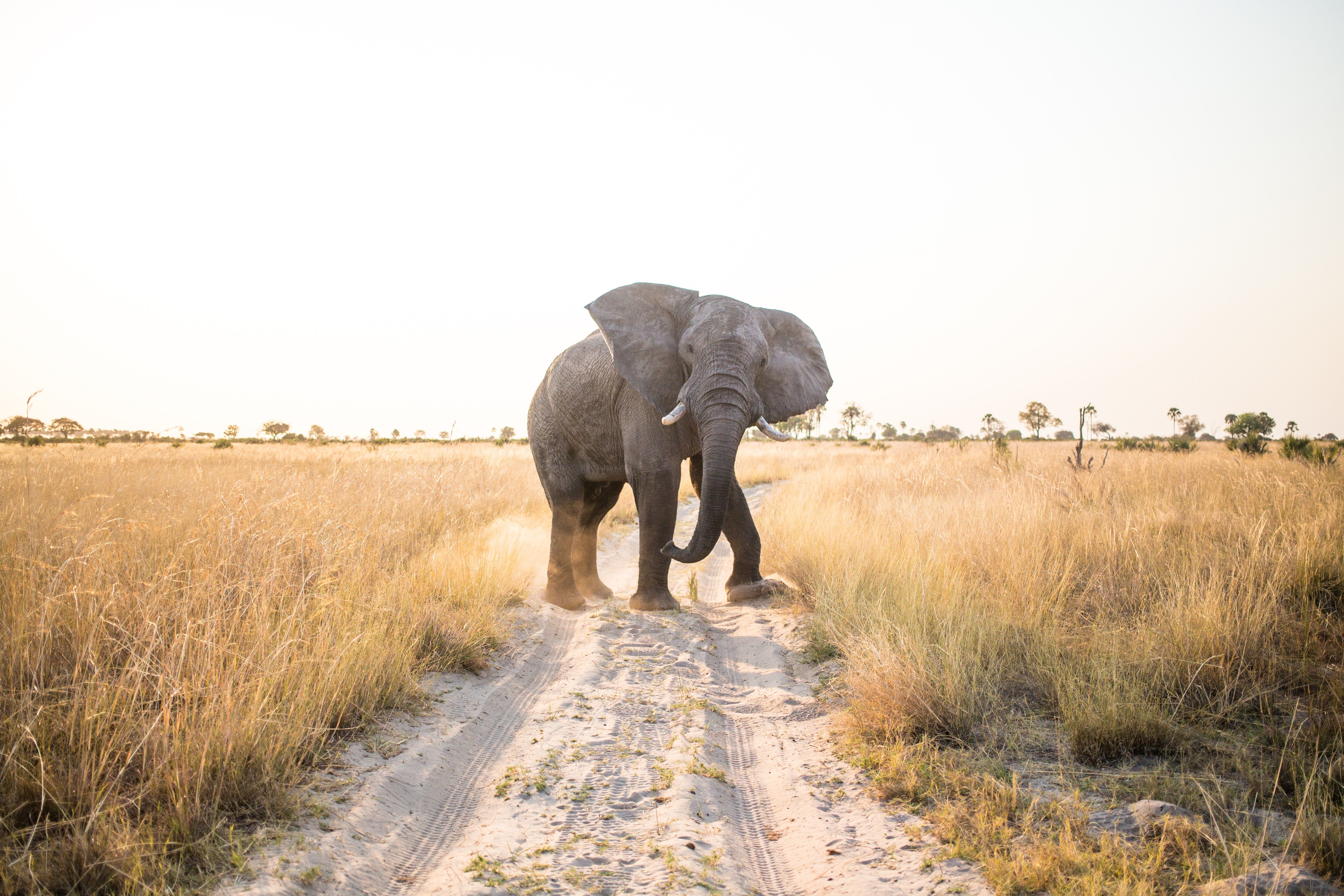 Why Botswana Should Be Next on Your Bucket List