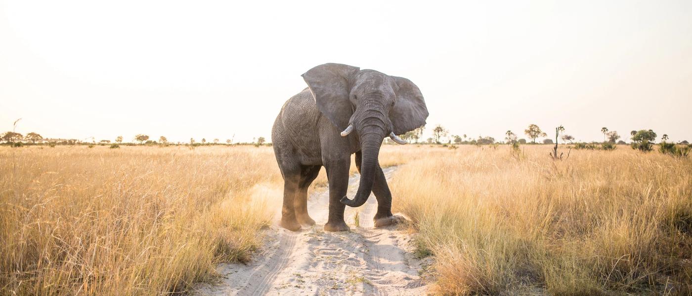 Why Botswana Should Be Next on Your Bucket List
