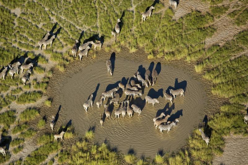 A large herd of zebras gathers around a shallow waterhole, their black-and-white stripes casting long shadows across the dry, grassy terrain, highlighting why winter is the best time to visit Botswana for a safari.