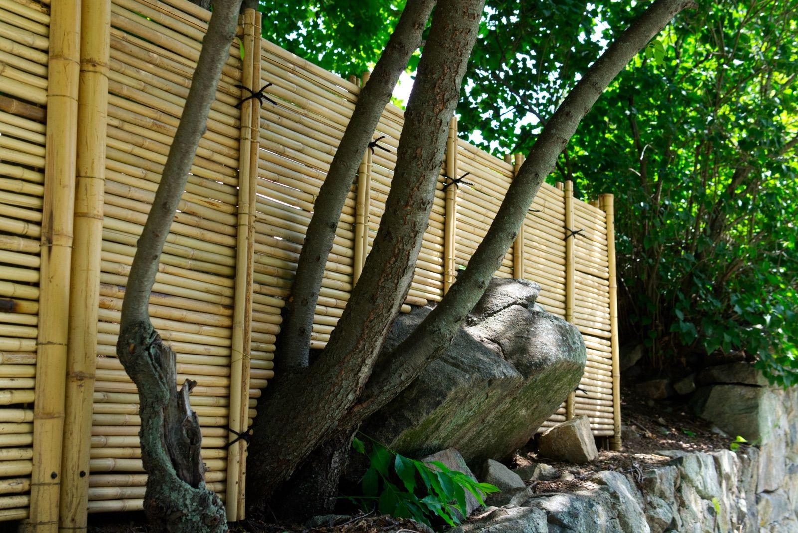 Traditional Japanese bamboo fence at a New England residence